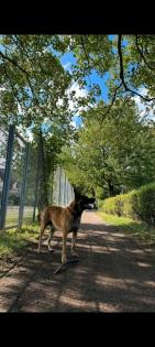 Malinois zum Abgeben