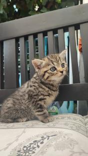 BKH Kitten. Babykatzen