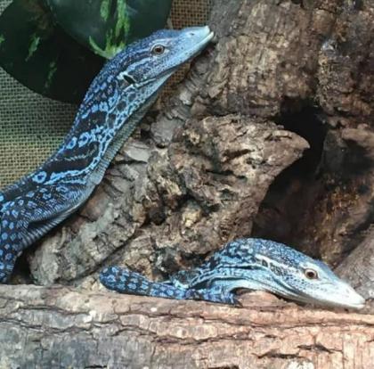 2. 2 Varanus macraei