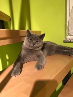 Zauberhafte BKH Kitten