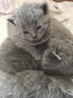 Russisch Blau BKH Kitten zum verlieben