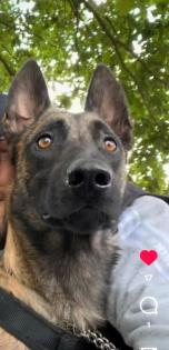 Belgischer Malinois