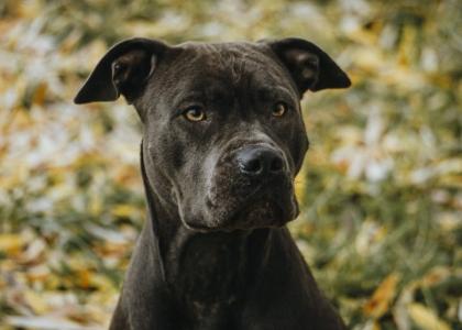 Ganz tolle Familienhündin, American Bully -Mix