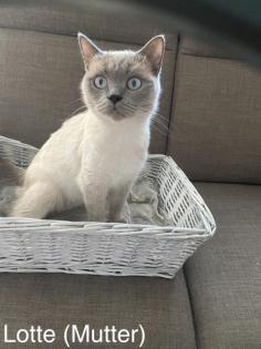 BKH-Silver/Golden Tabby Kitten suchen neues zuhause