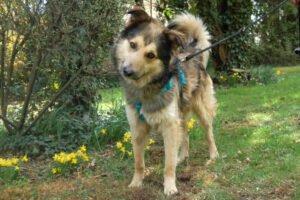 JOVI - männlich 3 Jahre 58 cm 28 kg Collie-Mix Gechipt Kastriert