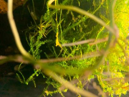 Poecilia wingei Guppy Campoma Wildform Endler Guppy