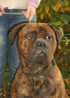 Bullmastiff Welpen