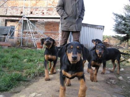 Dobermann-Mischlingswelpen