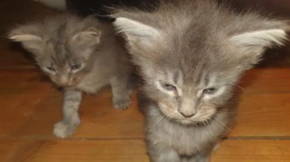 Maine Coon Baby s - 2 Kater creamy - 2 Kätzchen silver tabby