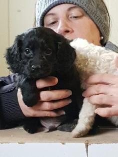 Cockapoo pudel cocker zauberhafte welpen
