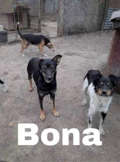 Bona. ist eine schüchterne Hündin, sehr lieb und freundlich