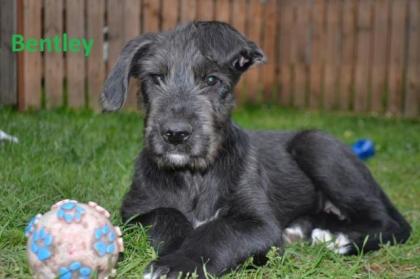 Welpen Irischer Wolfhund