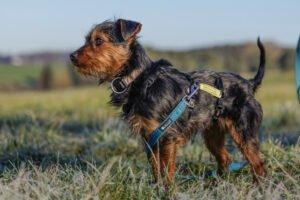 KALINKA - Yorki-Mix weiblich, 1 Jahr, 25 cm, 3. 1 kg, Gechipt, Kastriert