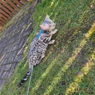 Jay jay Xxl Spottet Tabby Silber Bengaldame Zuchtzulassung 1. 5 Jahre alt