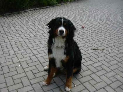 Berner Sennenhund
