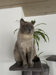 Bkh Colorpoint Deckkater