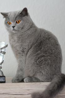 BKH Katze mit Stammbaum kastriert blau