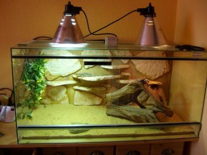Siedleragamnepaar mit Terrarium