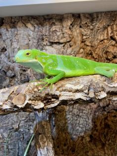 Fidji Leguan Brachylophus Fasciatus