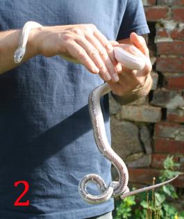 Pantherophis obsoletus white sided zu verkaufen