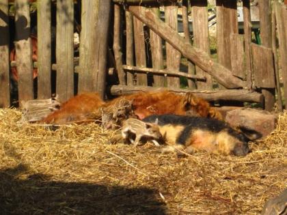 Wollschwein Sauen und Ferkel ROT / Ferkel 5 Stück und 2 Sauen mit je 2 1/2 Jahr