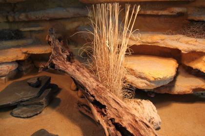 Wunderschönes Terrarium für Geckos mit Zubehör