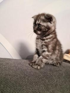 Süße BKH Britische Kurzhaar Katzen baby katzen suchen ein neues Zuhause