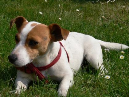 Jack Russell Terrier
