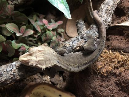 Terrarium und Kronengecko mit komplettem Zubehör
