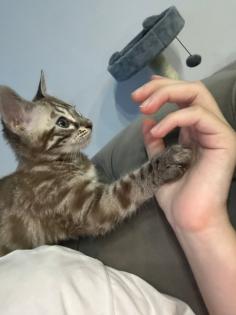 Bengalen mit kompletter Ausstattung