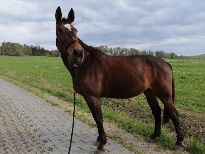 Beistellpferd -brave WB-Stute, Dt. Sportpferd