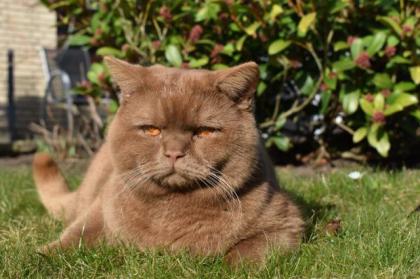 Deckkater BKH, Cinnamon ticked, streifenfrei