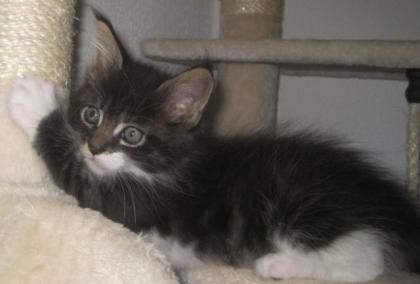 Nur noch 3 Maine Coon Knutschkugeln suchen DICH m. Pap.