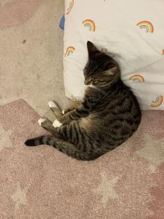 Europäische Kurzhaarkatze