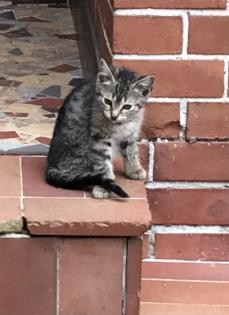 12 Wochen alte Kitten suchen ein neues Zuhause
