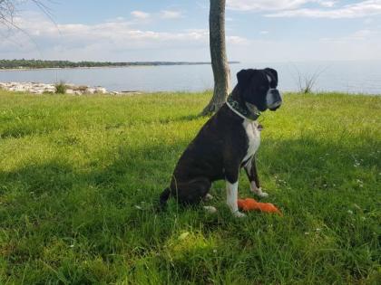 Unsere Boxer Welpen sind da