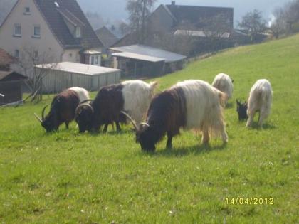 Walliser Schwarzhalsziegen