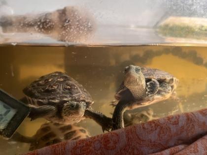 Schildkröten chinesische Wasserschildkröten