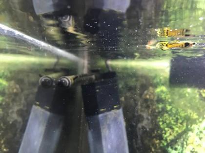 Endler Guppy Tiger