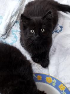 Sibirische Katze Waldkatze Katzen Babys