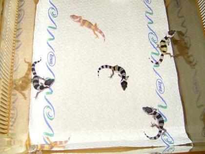 Leopardgecko Farbformen abzugeben