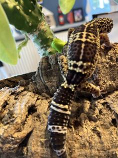 Leopardgecko, 1. 0 Black Night