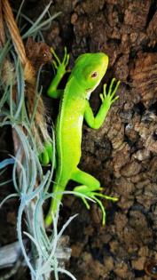 Fidschi Leguan / Brachylophus Fasciatus