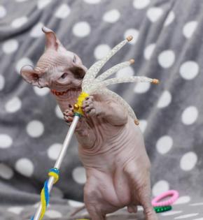 Sphynx katzen