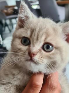 BKH Kitten