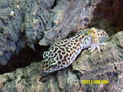 4 LEOPARDGECKOS IN GUTE HÄNDE ABZUGEBEN