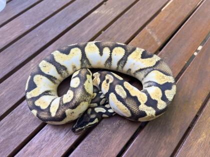 0. 1 Pastel Enchi Calico
