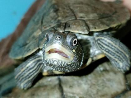 Graptemys ouachitensis zwei Stück