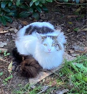 Norwegische Waldkatze Nuncio