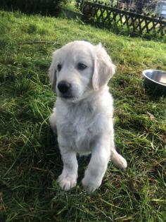 Goldendoodle, Welpen, Allergiker geeignet